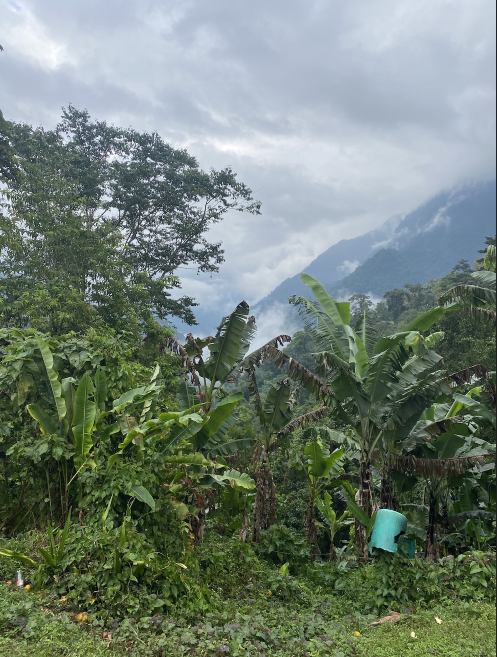 Banana plants and thick green jungle in front of a cloud-covered mountain
