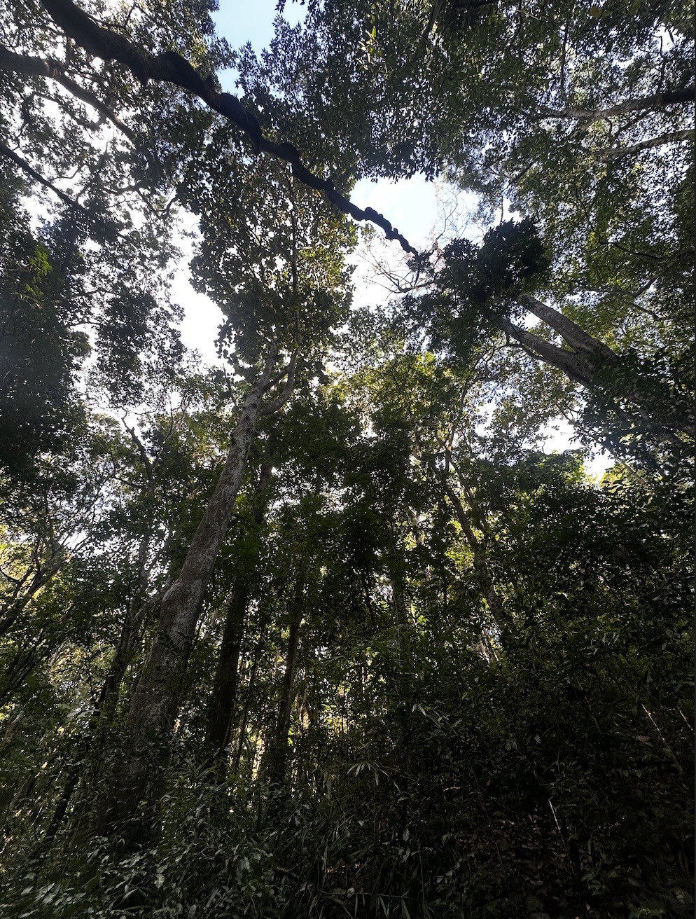 Looking up through the canopy of a dense forest